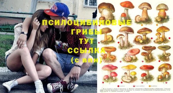крисы Алзамай