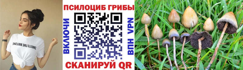 KRAKEN рабочий сайт  Бабушкин  Галлюциногенные грибы прущие грибы  наркошоп 